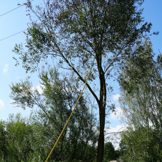 Iliustracija